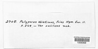Trichaptum abietinum image